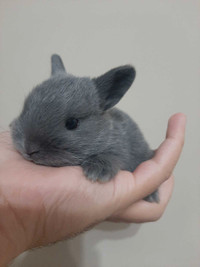 Baby Bunny *READY TO LEAVE*