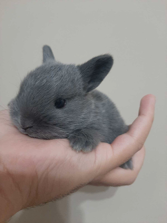 Baby Bunny *READY TO LEAVE* in Small Animals for Rehoming in Oshawa / Durham Region