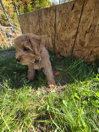 mini golden doodle female 8 semaines, View more
