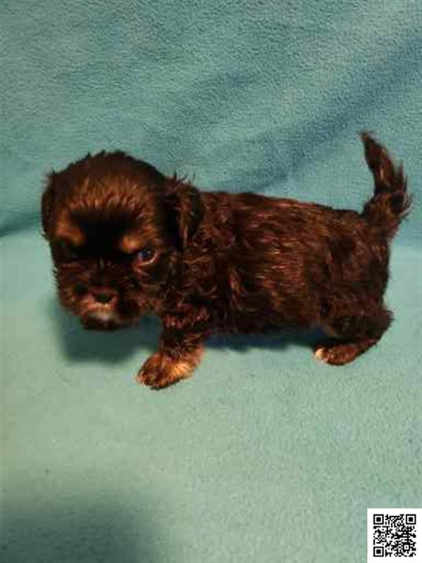 Shihtzu Black dobi markings 2 Males 1 Female Dogs & Puppies for