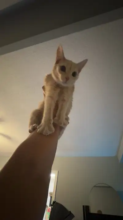 Very cute Cat, View more