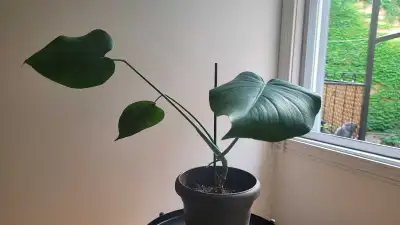 Monstera deliciosa (plante gruyère), View more