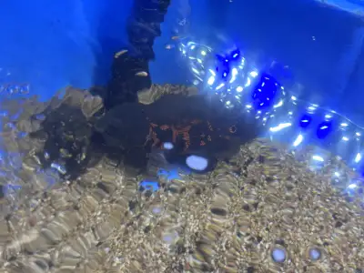 Oscar fish , View more