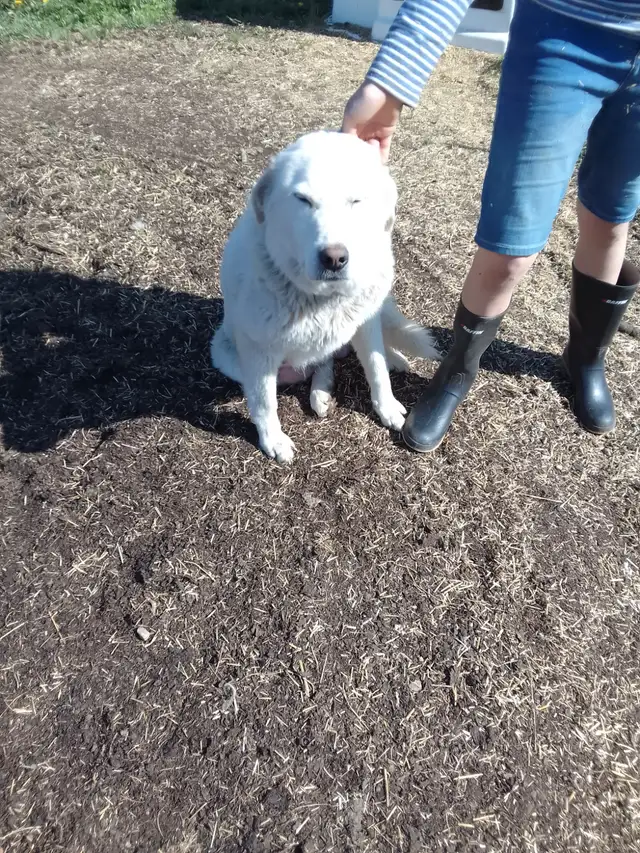 Maremma pyrenees  livestock guardian puppies in Dogs & Puppies for Rehoming in Owen Sound - Image 4