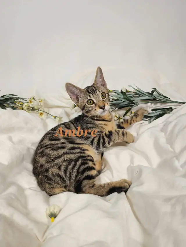 Magnifiques chatons Bengal-Siamois. Plus qu'un restant! in Cats & Kittens for Rehoming in City of Montréal - Image 3
