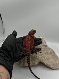 NEW DARK RED BEARDED DRAGONS AVAIL !!