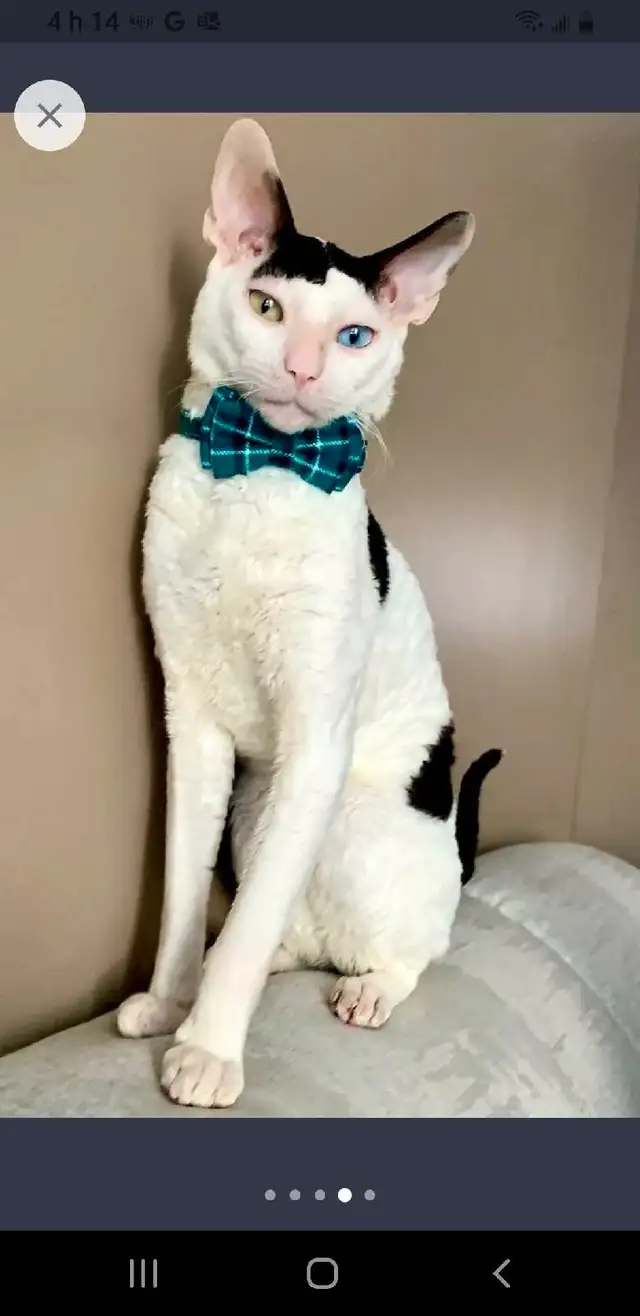 chat rex Cornish   in Cats & Kittens for Rehoming in Rimouski / Bas-St-Laurent - Image 2