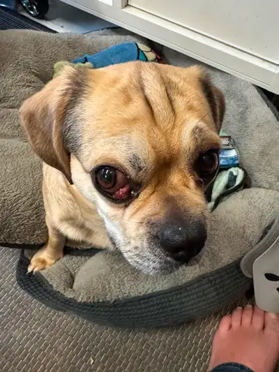 Cute 2 year old pug/beagle cross, View more