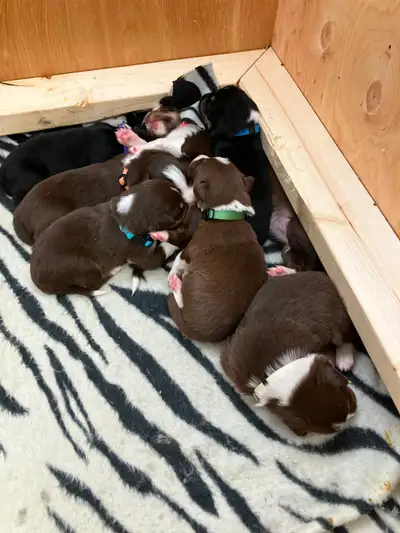 Border Collie/Aussie Shepherd Puppies, View more