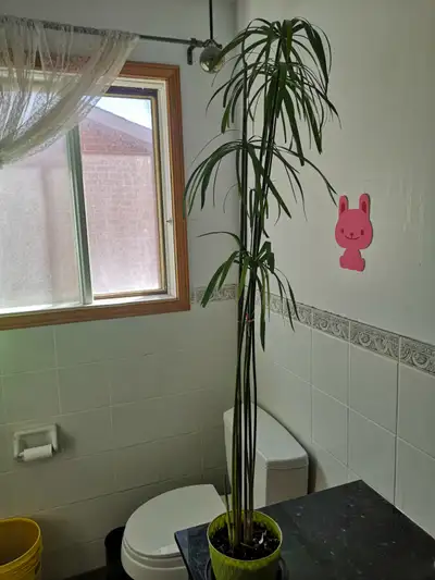 Potted perennial evergreen water bamboo plants, 出售盆栽多年生水竹植株, View more