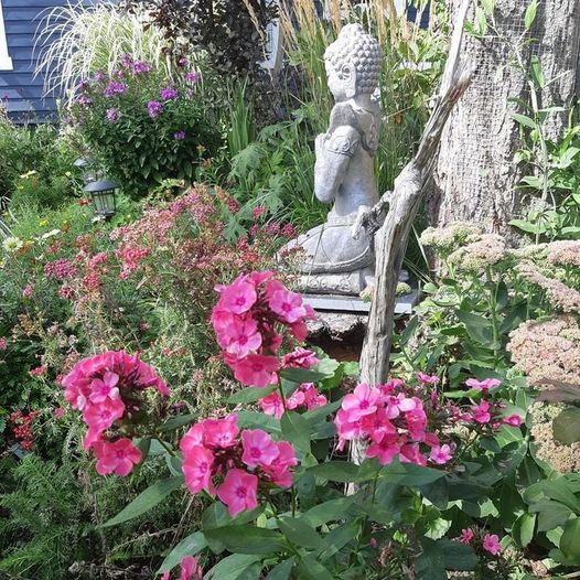 belles vivaces dans Plantes, engrais et terreaux  à Sherbrooke - Image 3