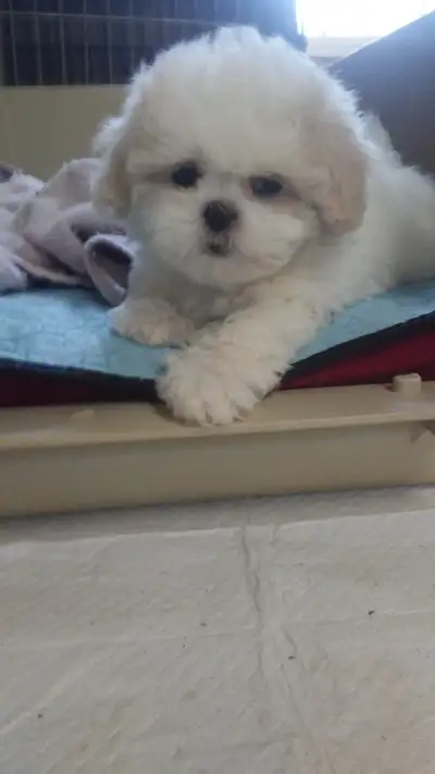 We have 6 little cuties for sale. Father is 3/4 Shih Tzu + Mother is 1/4 Bichon Frise, 4 females and...