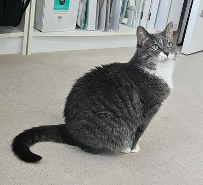 Female cat looking for a quiet home, View more