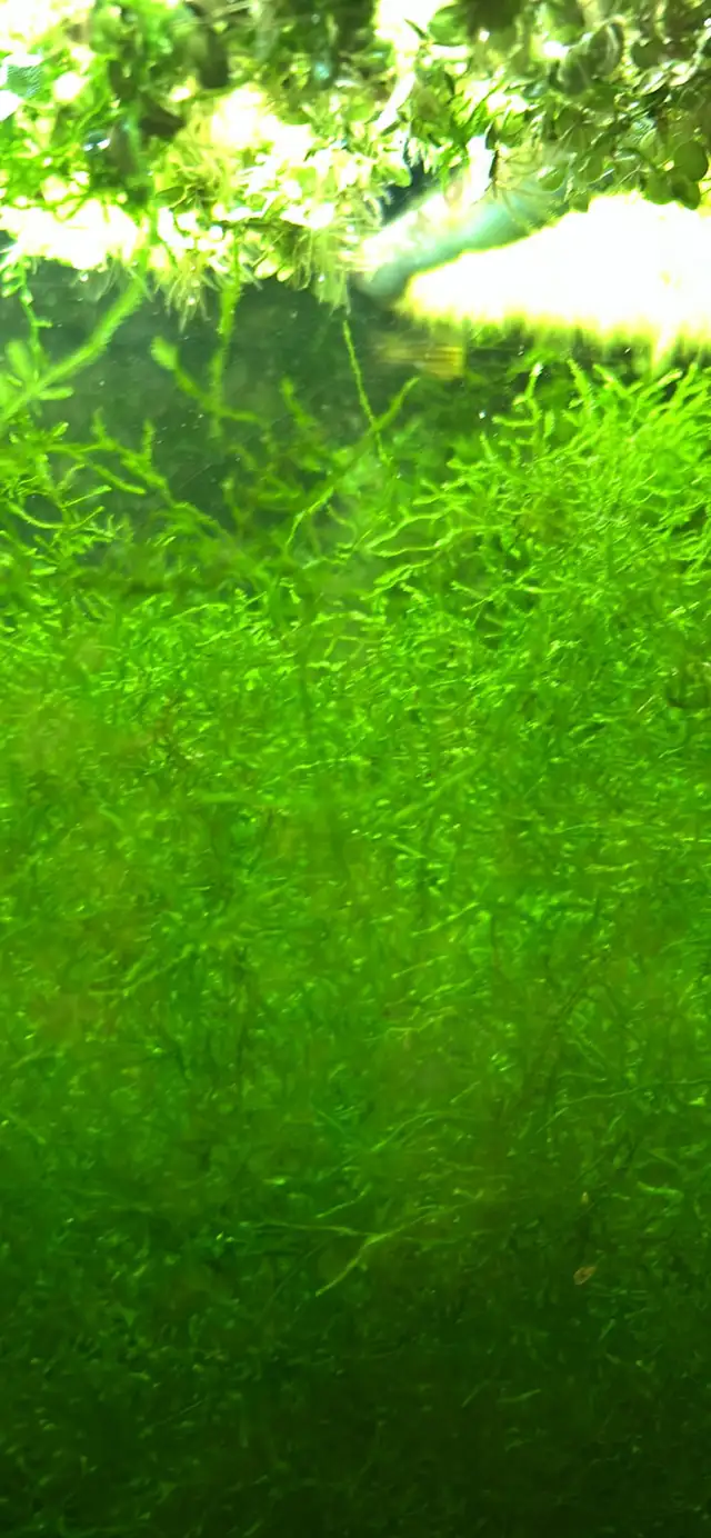 Java Moss in Plants, Fertilizer & Soil in Kamloops - Image 3