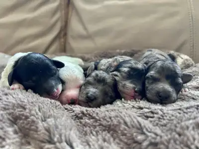 Toy Poodle Puppies, View more