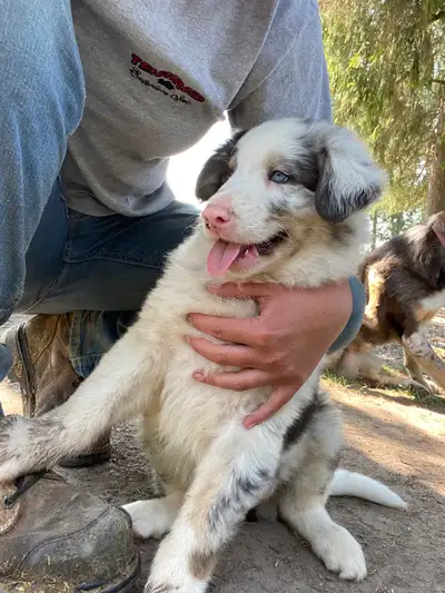 Australian Shepard/German Shepard puppies, View more
