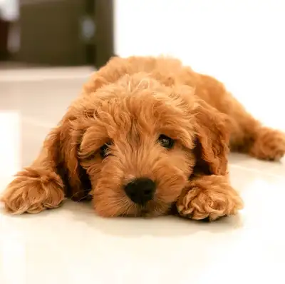 K9 Golden Breeder breeds beautiful 4th generation Golden Doodles. We breed for excellent temperament...