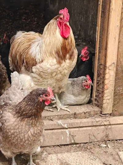 oeuf fécondé Orpington Fertile eggs, View more