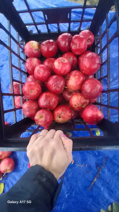 Fresh Unsprayed Orchard Apples, View more