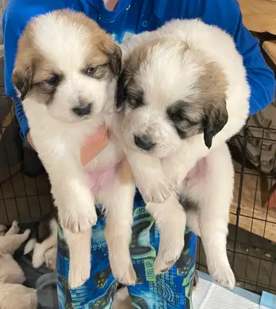 Puppies will come dewormed and with first set of vaccines and microchip. These will be large dogs. M...