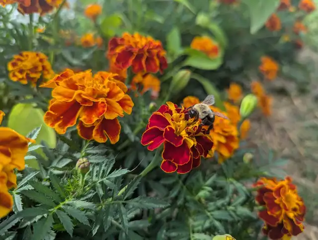 Seed Starting Class 65568773096449121