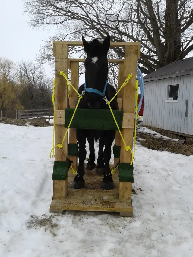 Horse shoeing  stocks in Horses & Ponies for Rehoming in Owen Sound - Image 5
