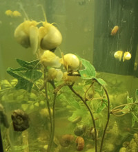 Assorted Aquatic Snails 