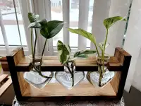 Heart-shaped Glass Plant Terrarium