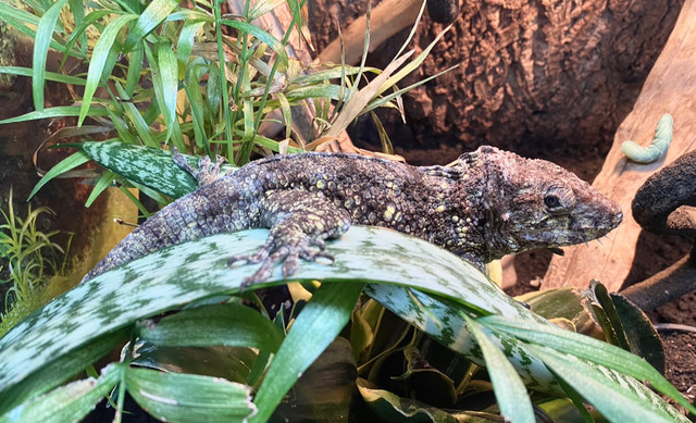 2021 Male CBB Cuban False Chameleon | Reptiles & Amphibians for