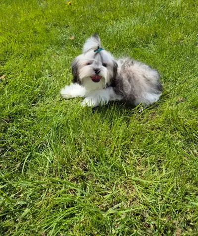 Stunning Shih Tzu Puppies, View more
