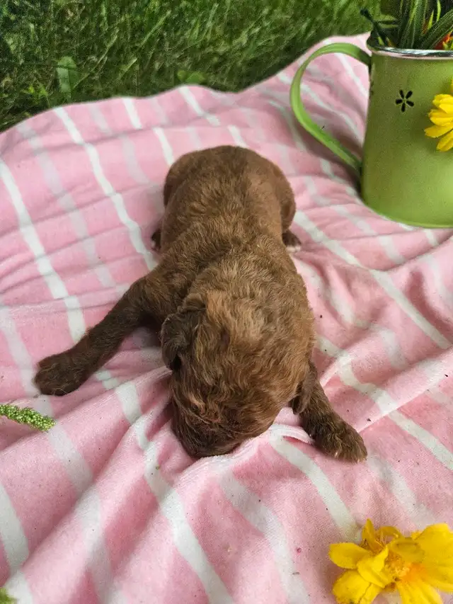 Goldendoodle F2B et Aussiedoodle F1 in Dogs & Puppies for Rehoming in City of Montréal - Image 10