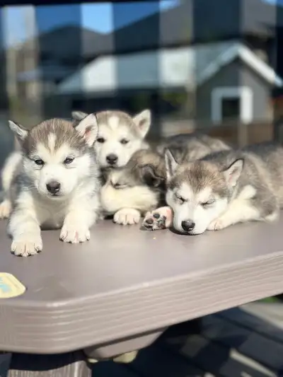 Siberian Husky pups looking for furrever homes