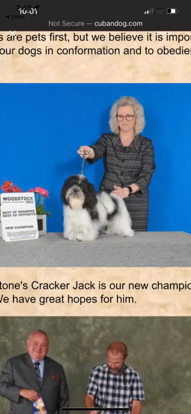 CKC registered Havanese in Dogs & Puppies for Rehoming in Thunder Bay - Image 2