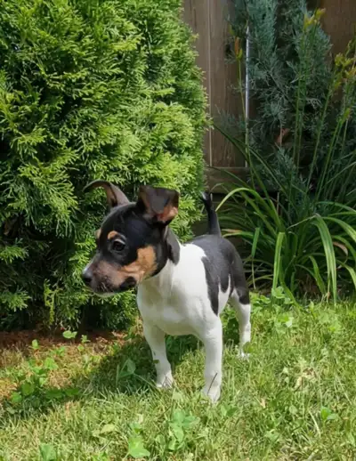 Rat Terrier Puppy & Adult Female (CKC), View more
