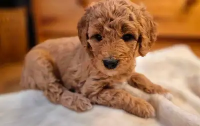 Red Goldendoodle Puppies, Moyen/Mini, View more