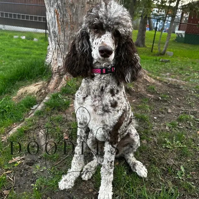 Last F1 Standard Sheepadoodle in Dogs & Puppies for Rehoming in City of Toronto - Image 4