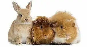 Small Animal Care and Boarding, View more