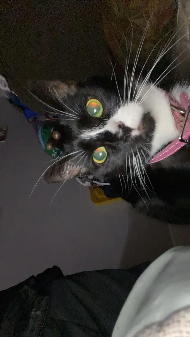 kitten for sale in Cats & Kittens for Rehoming in Moncton - Image 3