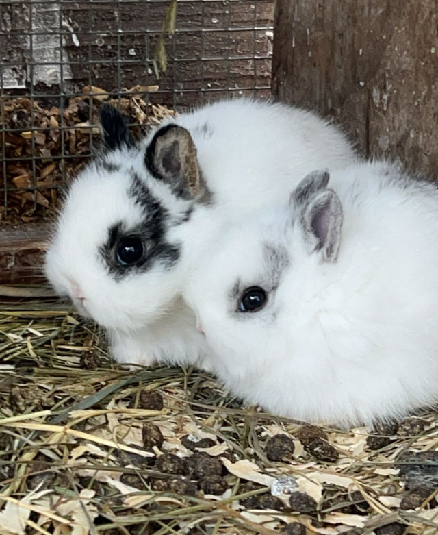 4 Netherland dwarf baby  in Small Animals for Rehoming in Norfolk County - Image 2