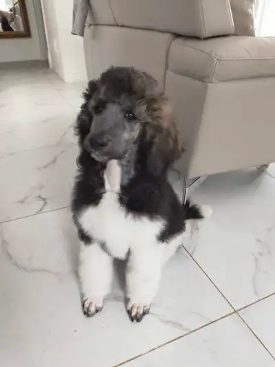 Beau caniche royal particolor sable, né le 30 janvier. Mâle,a reçu tous ses vaccins de base. Il ne r...