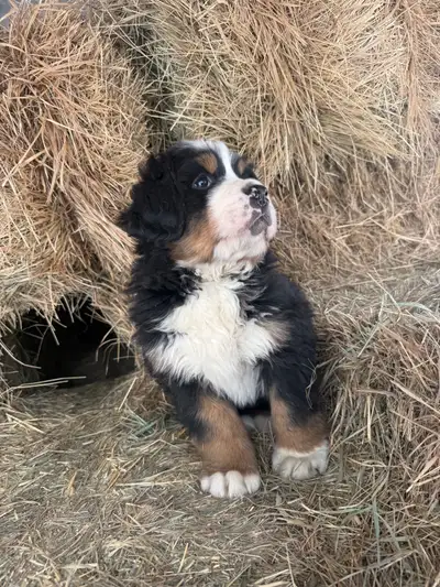 Bernese mountain dog puppy, View more