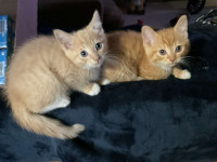 Adorable Orange Kittens for sale