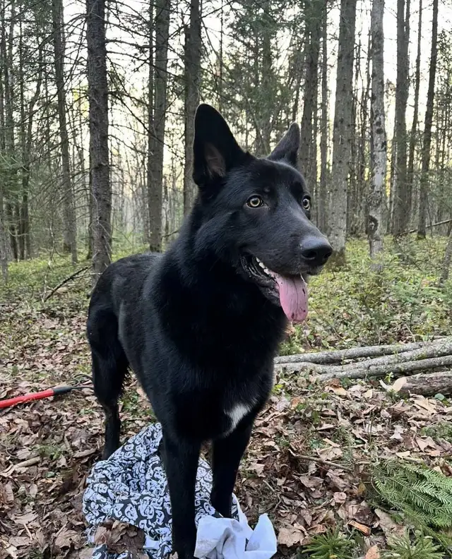 Berger Allemand (pure) DERNIERE FEMELLE in Dogs & Puppies for Rehoming in Trois-Rivières - Image 7