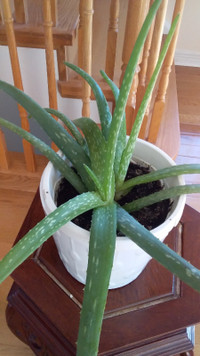 Healthy Aloe Plant-$15