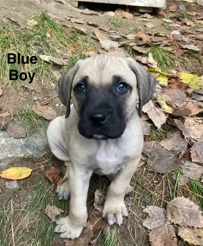 Blackmouth Cur puppies - registered, purebred  / Black Mouth Cur, View more