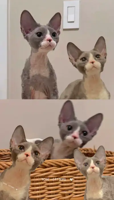 Devon Rex is ready  for his forever new home, View more