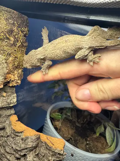 Baby Leachianus, View more