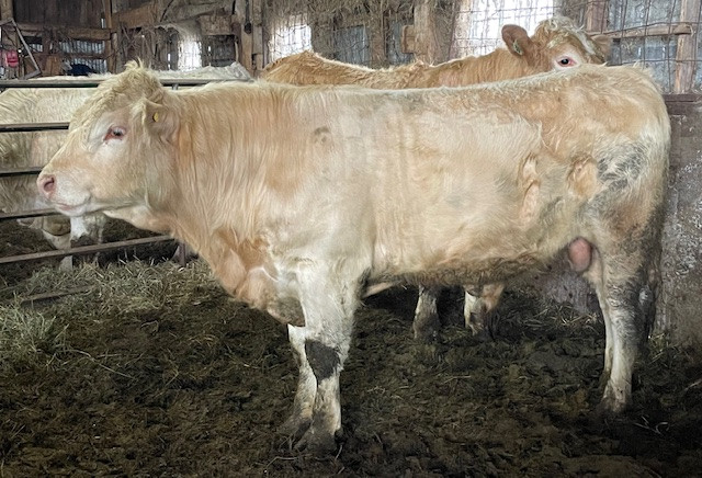 Charolais Bull in Livestock in Belleville