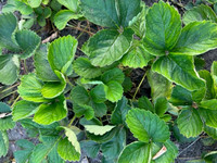 June Bearing Strawberry Plants for sale