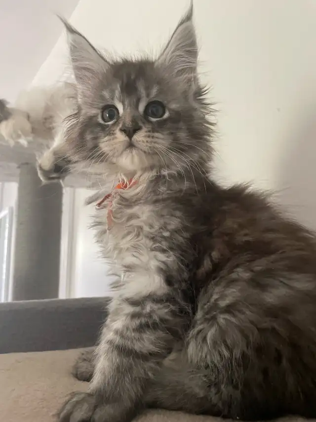 Maine Coon TICA in Cats & Kittens for Rehoming in Québec City - Image 7